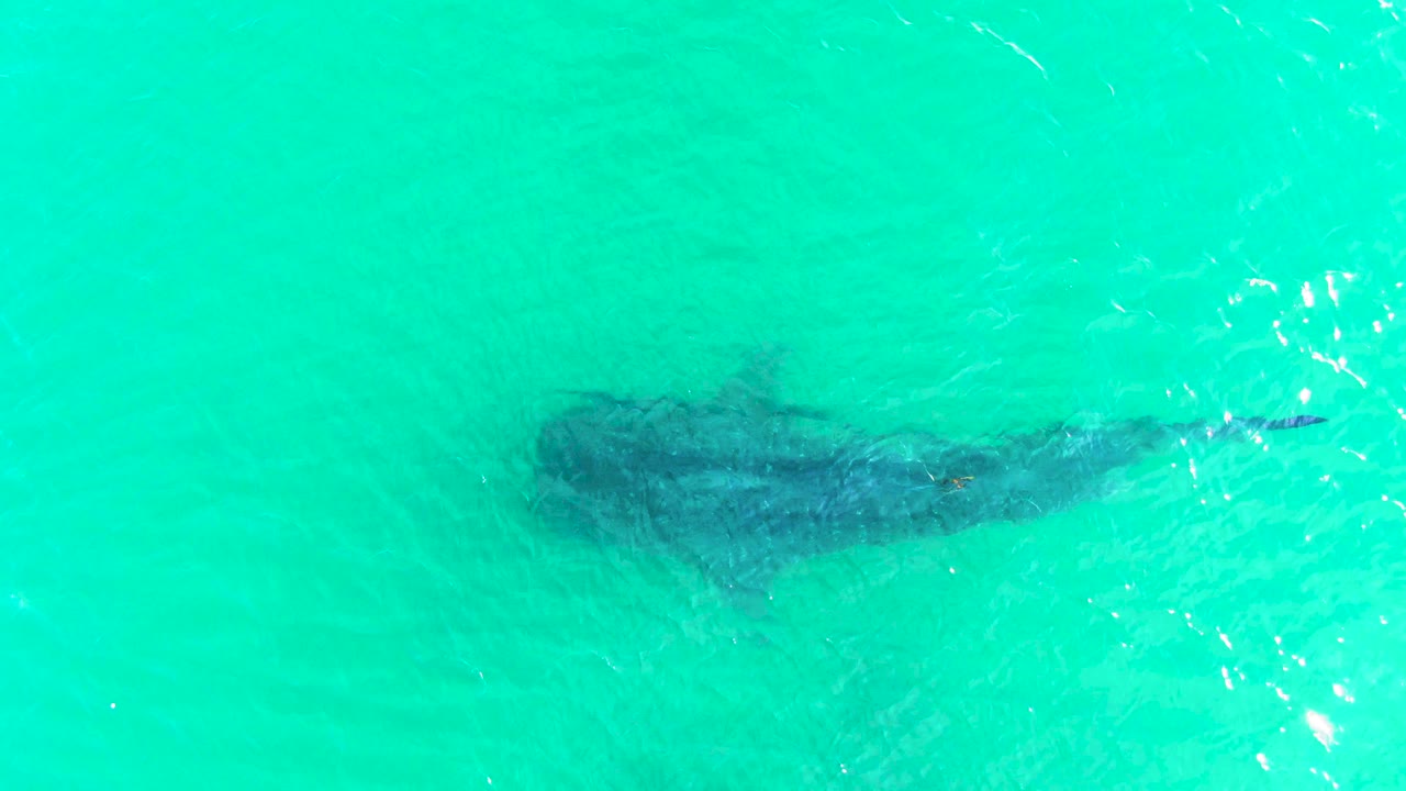 Overhead frame of the whale shark beneath clear turquoise water, slightly lower in the composition than earlier frames, with light ripples and no visible people.