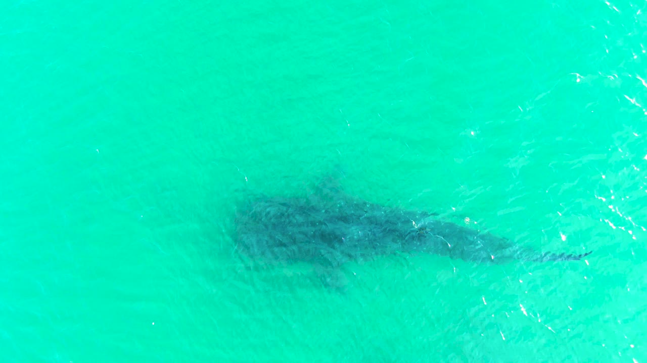 Whale shark silhouette beneath bright turquoise water