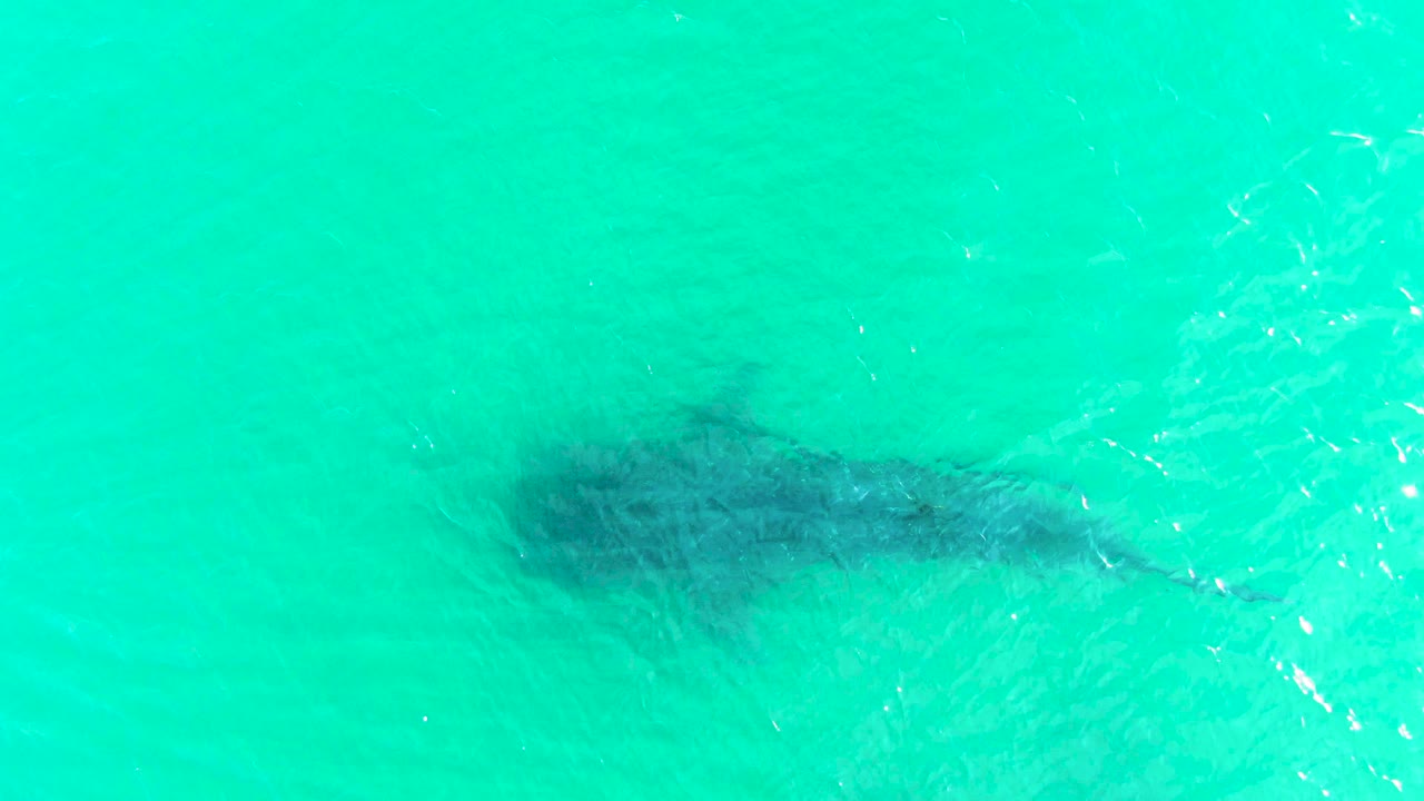 At 0:01, the whale shark's dark body remains below the rippled turquoise surface in Bahia De Los Angeles, Baja California Sur, with no shoreline or visible people.