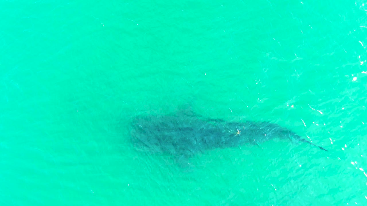 At 0:02, the whale shark appears slightly farther across the frame under clear blue-green water in Bahia De Los Angeles, Baja California Sur, with no visible people.