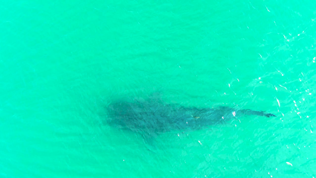 At 0:03, bright ripples partly veil the whale shark below turquoise water in Bahia De Los Angeles, Baja California Sur, and no people are visible.