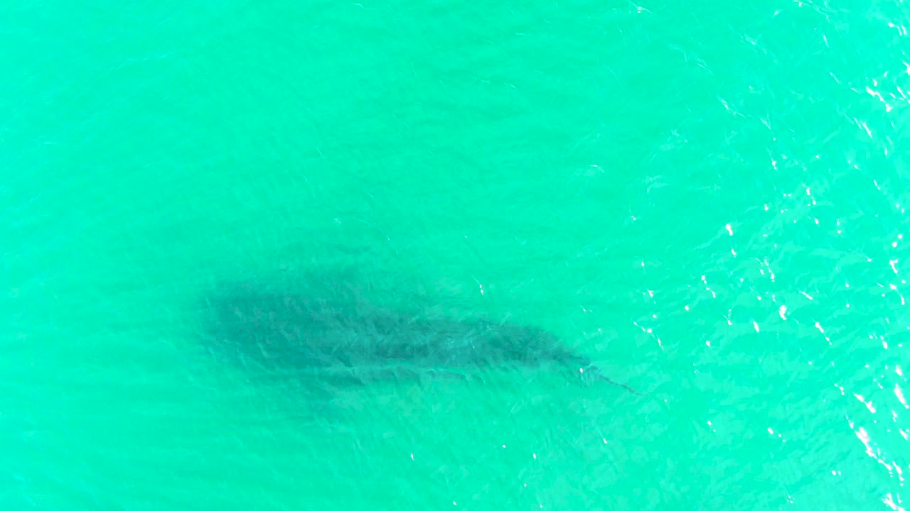 At 0:00, a whale shark appears as a dark elongated form below rippled turquoise water in Bahia De Los Angeles, with no visible people.