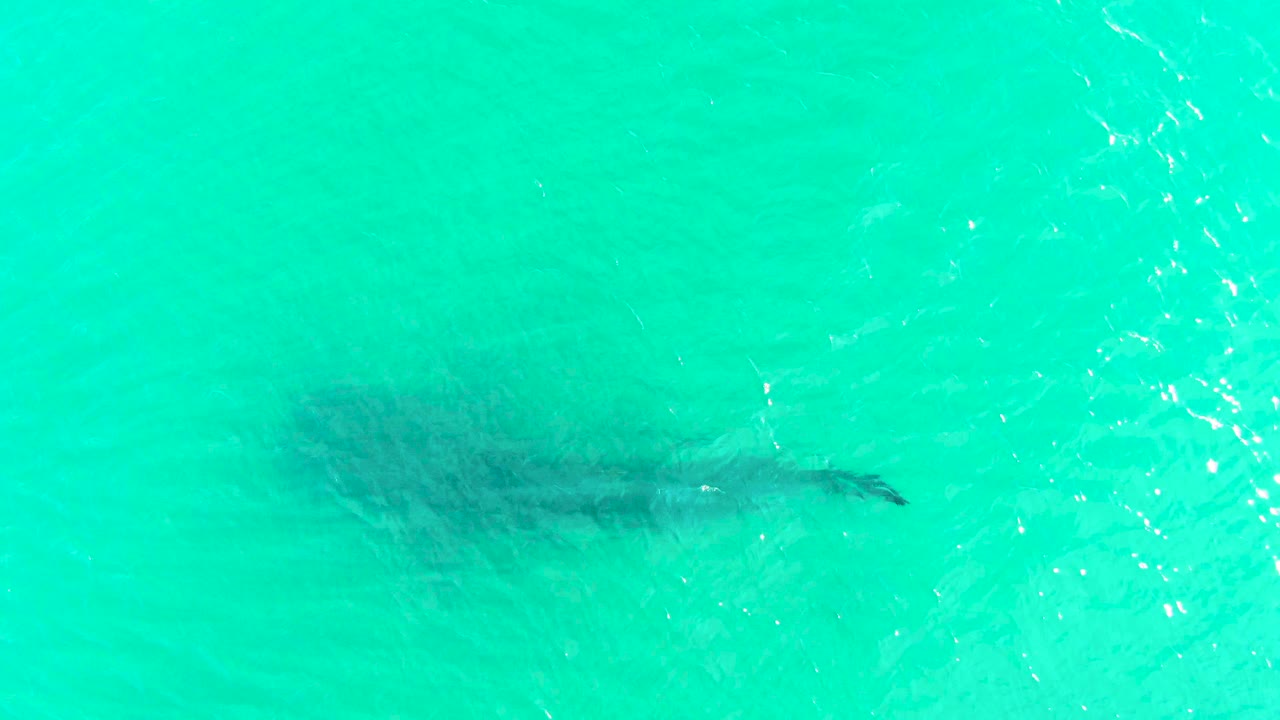 At 0:01, the whale shark is more centered beneath the bright turquoise surface, with ripples crossing the water and no visible people.