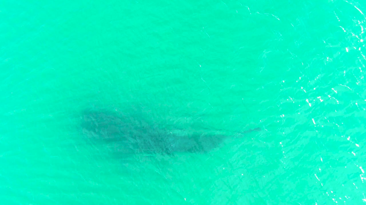 At 0:02, the whale shark sits high in the overhead frame under shallow turquoise water, with sun glints on small ripples and no visible people.