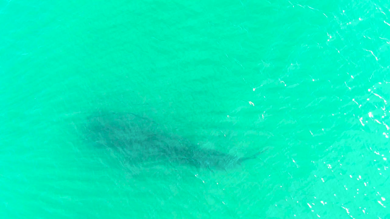 Dark whale shark form under turquoise ripples