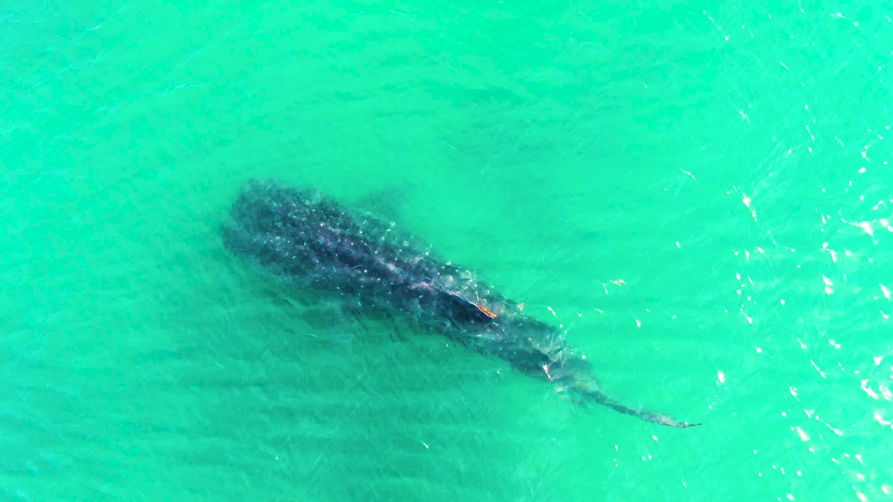 Overhead view of a whale shark just below turquoise water in Bahia De Los Angeles, Mexico, with its body angled across the frame and no visible people.