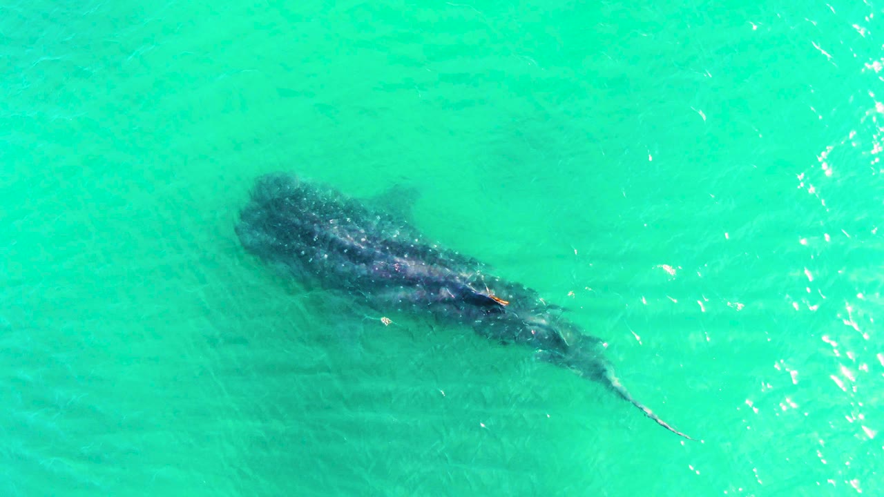 The whale shark remains centered under bright rippled turquoise water in Bahia De Los Angeles, Mexico, with its tail extending farther right and no visible people.