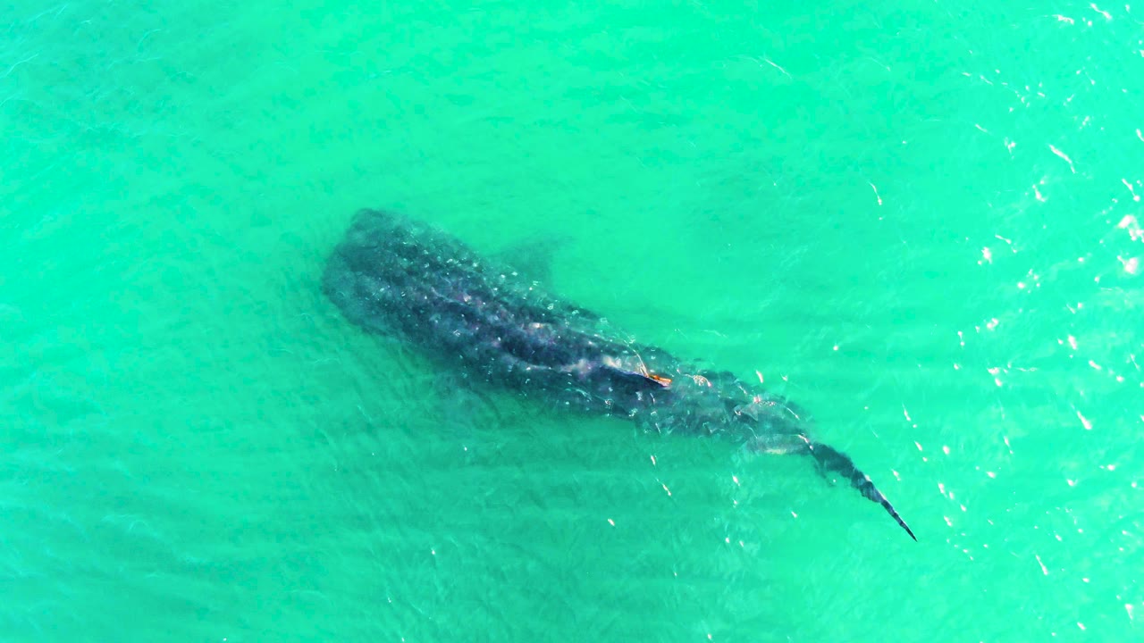 Overhead frame of the whale shark under clear turquoise water in Bahia De Los Angeles, Mexico, with more surface sparkle on the right and no visible people.