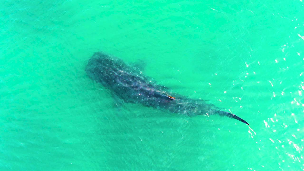 Whale shark crossing turquoise ocean from above