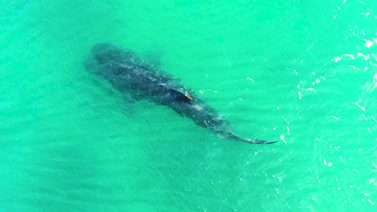 Whale shark shadow beneath turquoise water