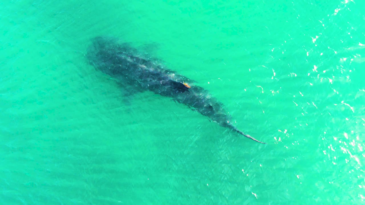 The whale shark remains below the surface in Bahia De Los Angeles, its darker back and tail shape visible through clear turquoise water with no visible people.