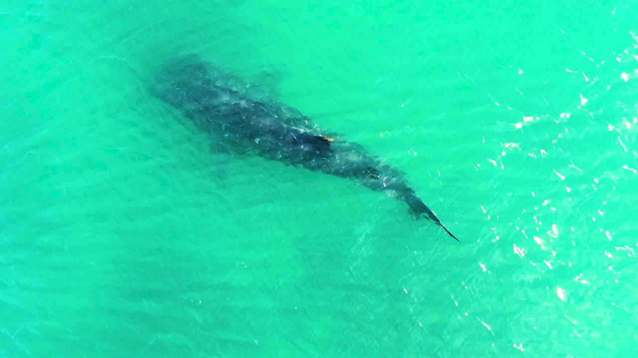 A dark whale shark silhouette passes under turquoise water in Bahia De Los Angeles, with faint surface highlights and no visible people or boats.