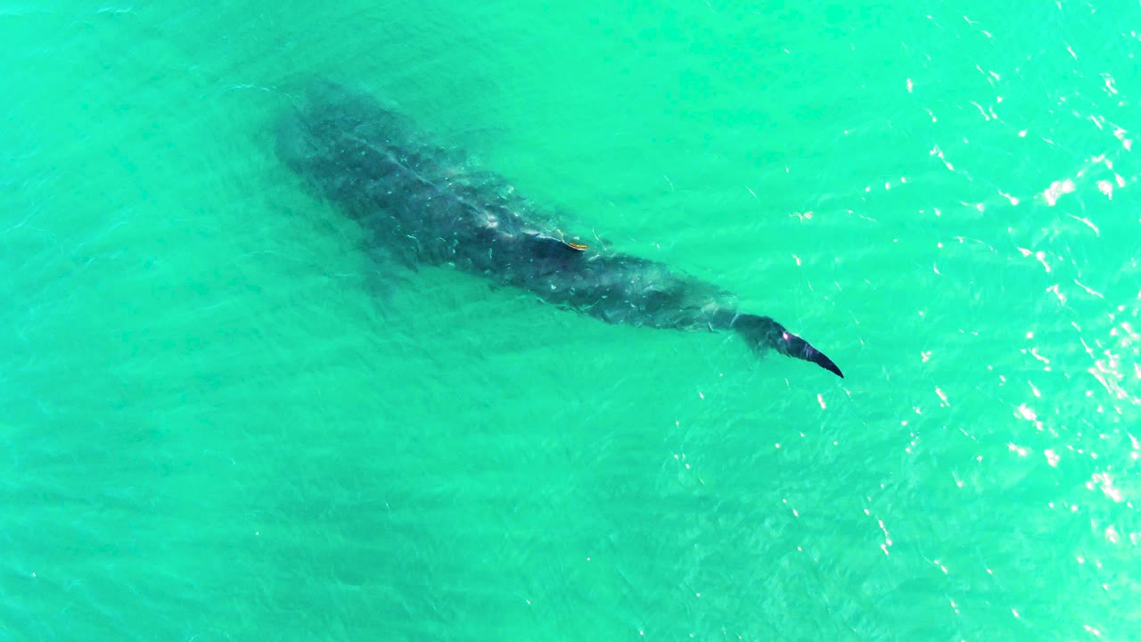 The whale shark appears slightly farther across the turquoise water in Bahia De Los Angeles, with its tail more distinct under ripples and no visible people.