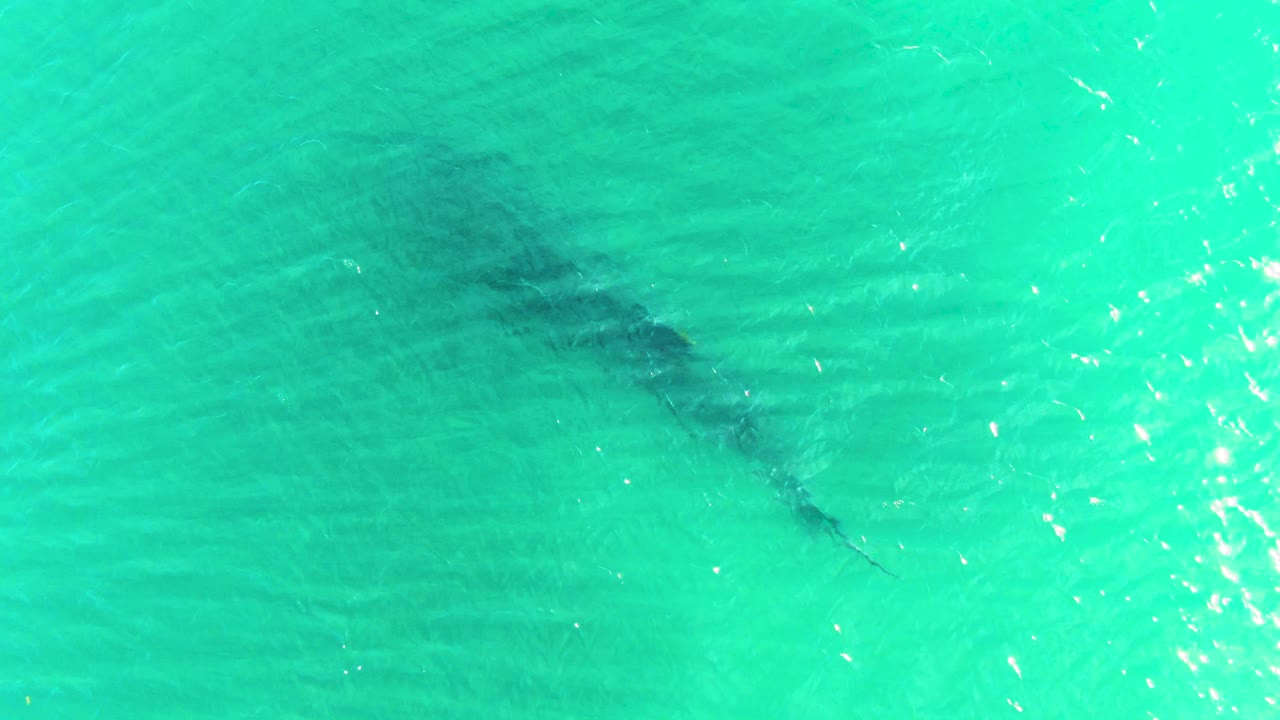 A whale shark is visible below bright turquoise water in Bahia De Los Angeles, with ripples crossing the surface and no visible people.