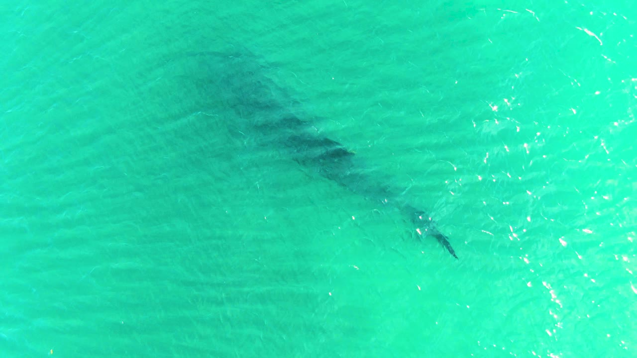 The whale shark remains partly visible under clear turquoise water in Bahia De Los Angeles, with brighter surface sparkle near the center and no visible people.