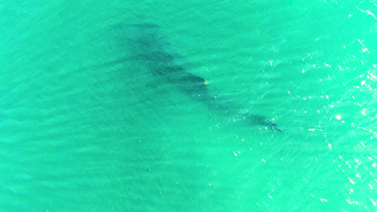 A darker whale shark silhouette sits beneath the turquoise surface in Bahia De Los Angeles, with thin wave lines passing over its back and no visible people.