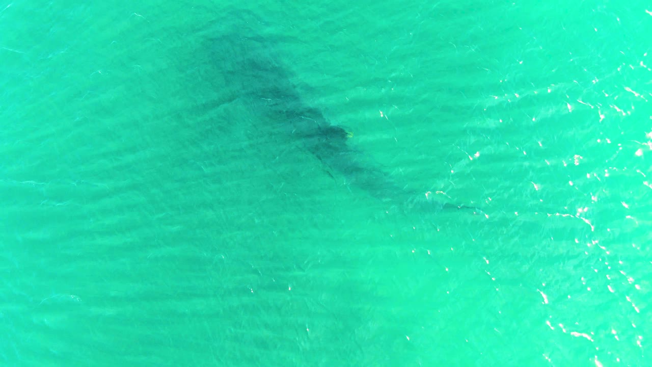 Whale shark partly obscured by turquoise surface ripples