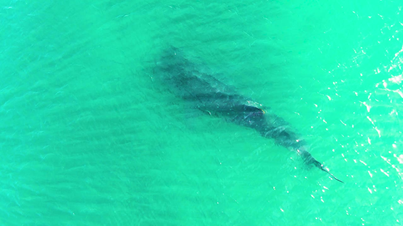 A whale shark silhouette glides under turquoise water in Bahia De Los Angeles, Baja California Sur, Mexico, with bright ripples above it and no visible people.