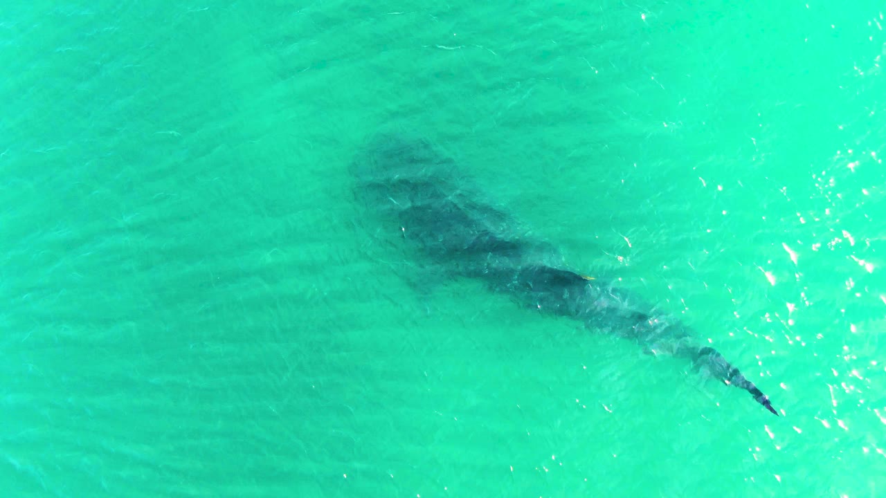 The whale shark remains centered under bright turquoise water in Bahia De Los Angeles, with its head and body shadow visible below the rippled surface and no visible people.