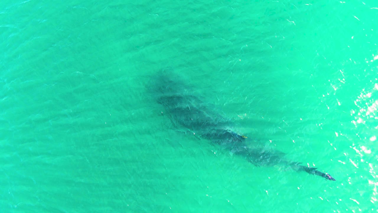 A dark whale shark form angles across the clear turquoise water in Bahia De Los Angeles, with the tail end more distinct near the lower right and no visible people.
