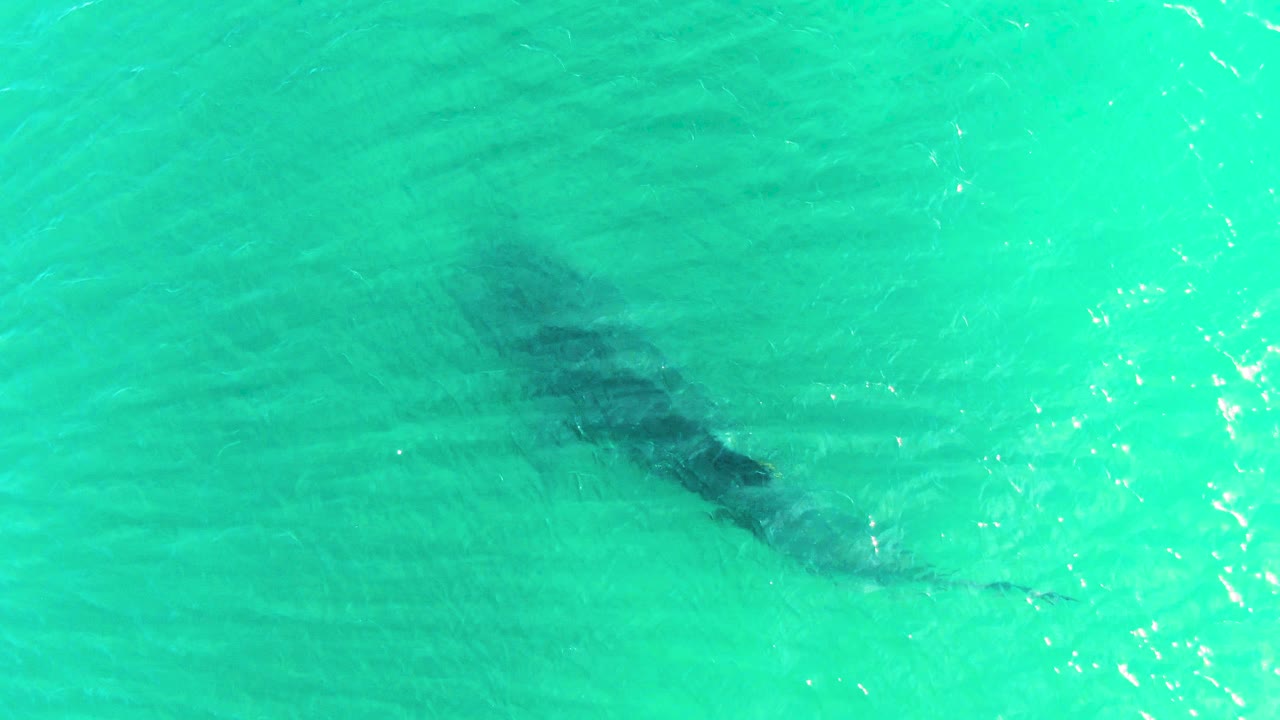 Submerged whale shark shape in calm turquoise sea