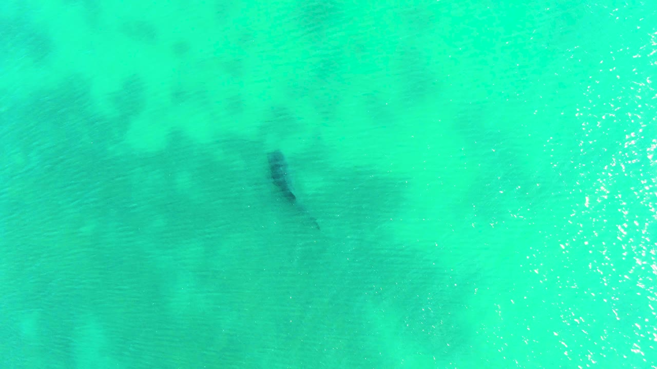 Shark shape beneath turquoise shallow water