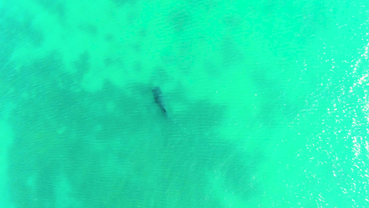 Aerial frame from Bahia De Los Angeles showing the shark slightly farther across the turquoise water, with bright surface sparkle to one side and no visible people.