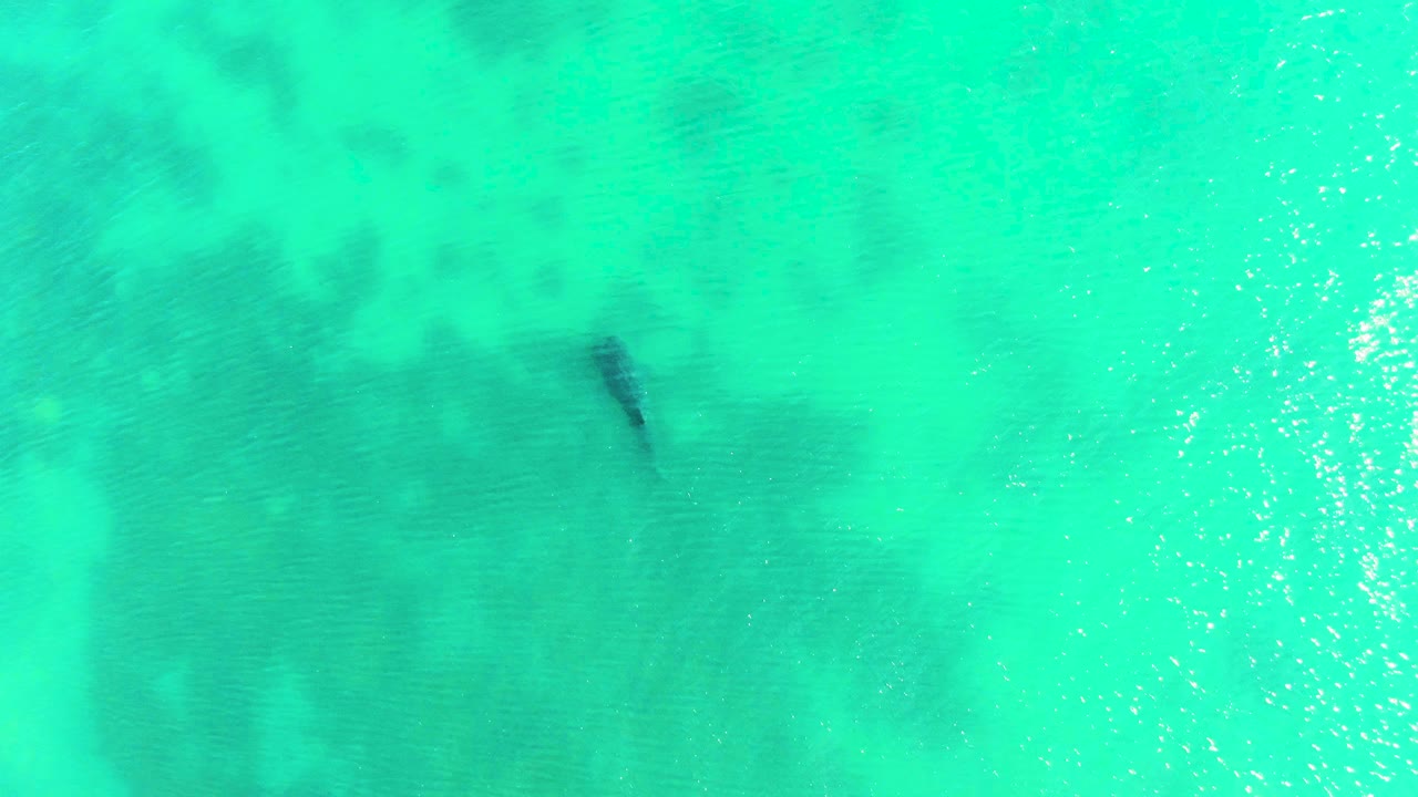 High overhead view in Bahia De Los Angeles with the shark silhouette set against pale turquoise water and darker underwater clouding, with no visible people.