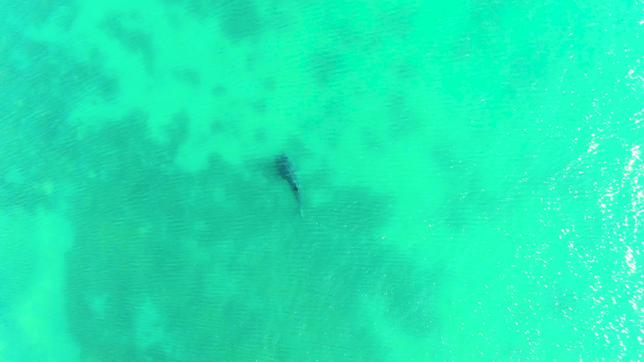 Overhead Bahia De Los Angeles water frame with the shark moving near darker submerged patches and a small bright floating speck, with no visible people.
