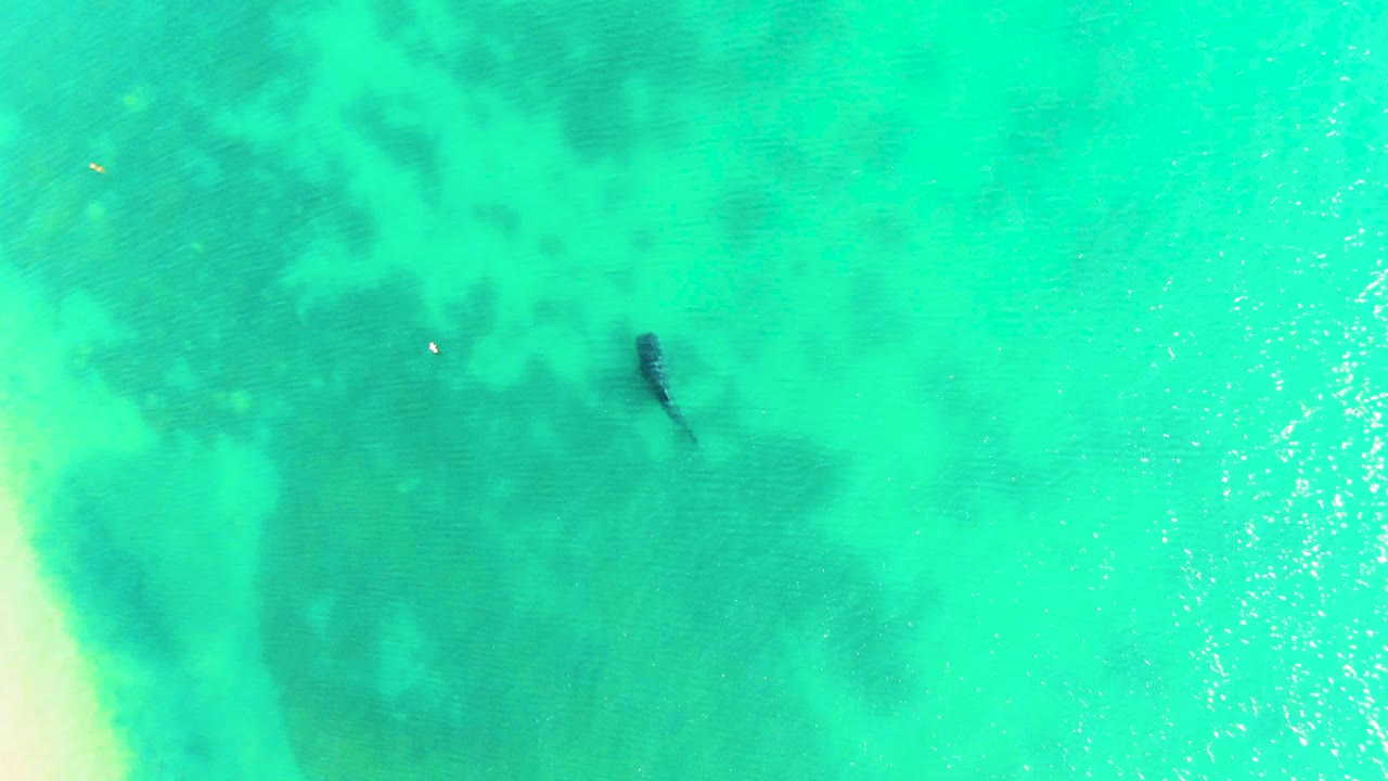 Overhead frame from Bahia De Los Angeles showing a dark marine animal in turquoise shallow water near a pale sandy shoreline, with no visible people.