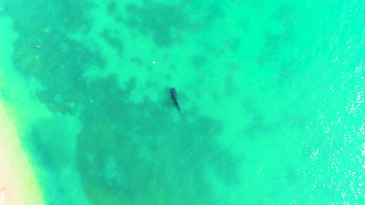Aerial view in Bahia De Los Angeles with the marine animal slightly farther across the turquoise shallows and the sandy beach edge visible at left, with no visible people.