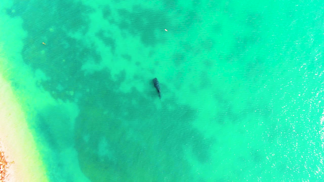 Overhead Bahia De Los Angeles frame with a dark marine animal in the shallows, pale sand along the left edge, small shore rocks near the lower edge, and no visible people.