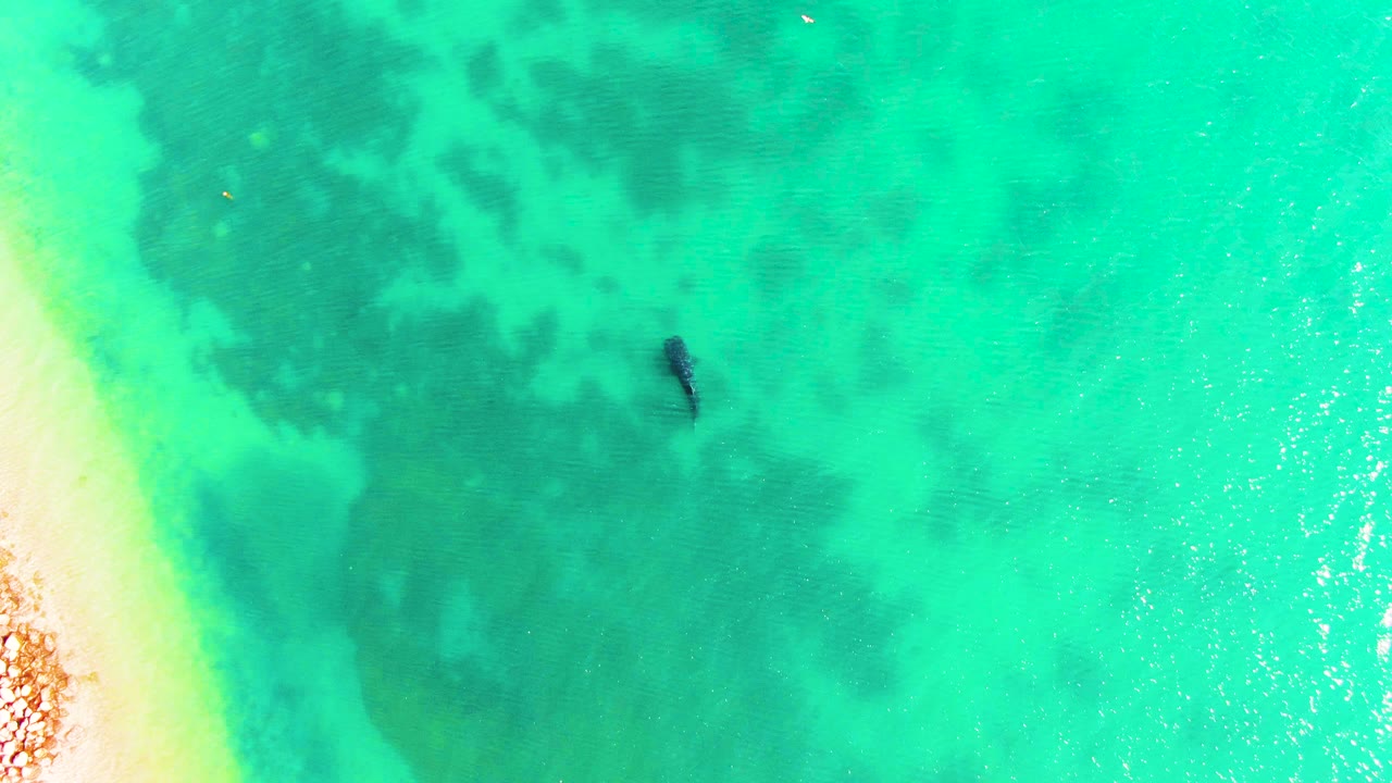 Turquoise shallows with marine animal near dark underwater patches
