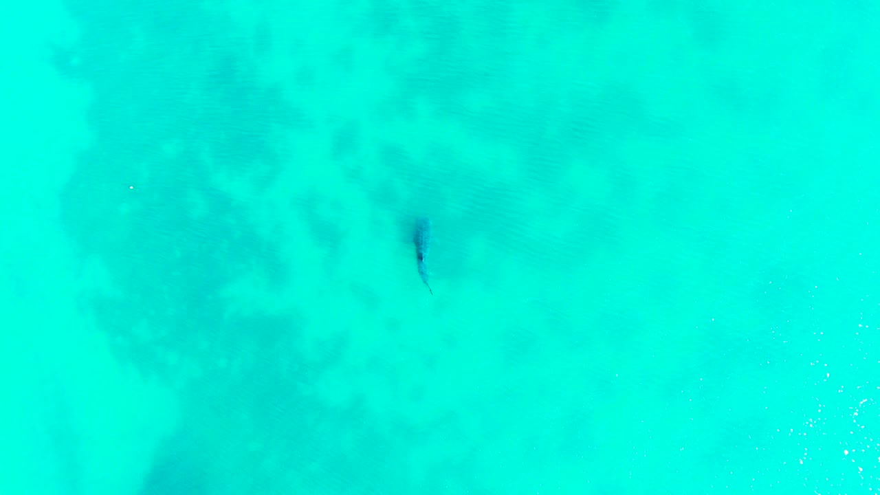 A shark appears as a dark shape under turquoise water in Bahia De Los Angeles, with faint ripples and no visible people.