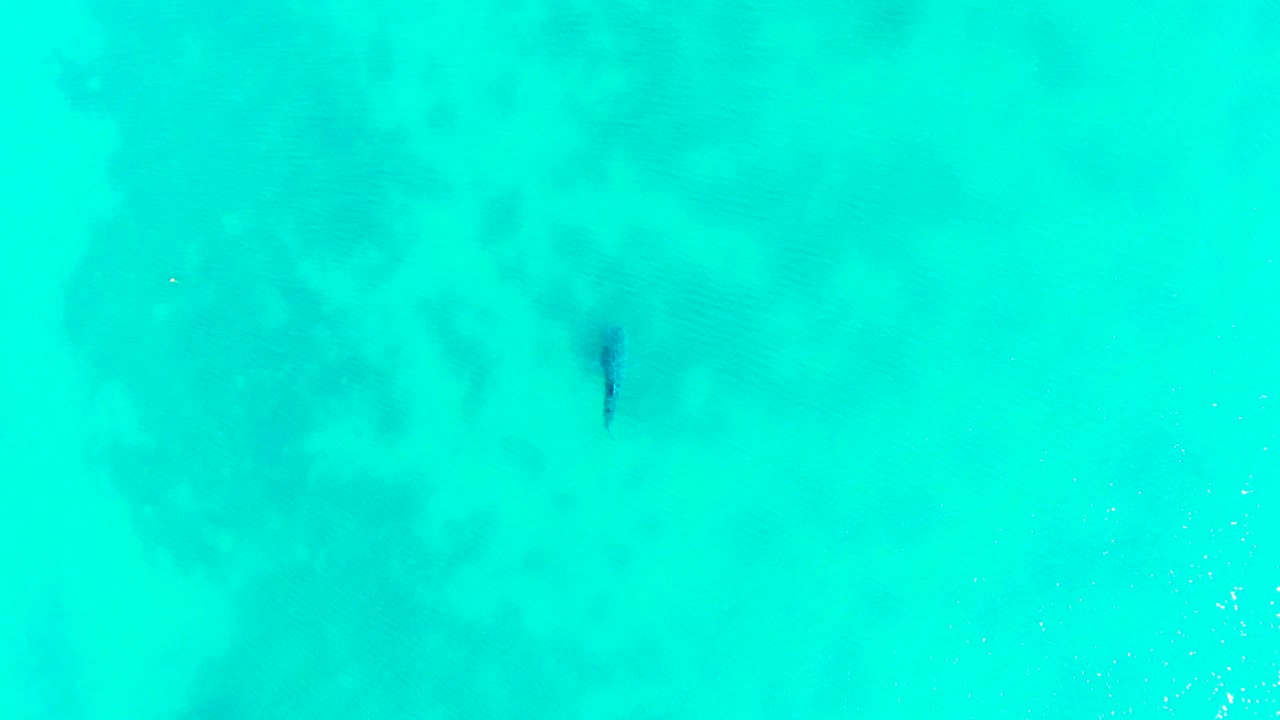 The shark remains visible below the clear blue-green surface in Bahia De Los Angeles, with soft water texture around it and no visible people.