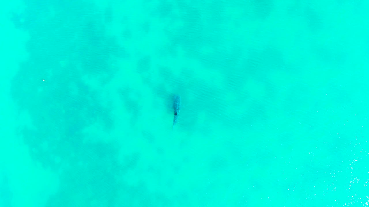 A dark shark form sits beneath smooth turquoise ocean water in Bahia De Los Angeles, with the surrounding frame clear of boats, land, and people.