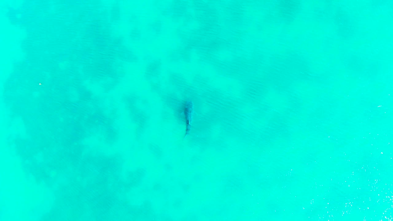 Shark below turquoise water with faint surface shimmer