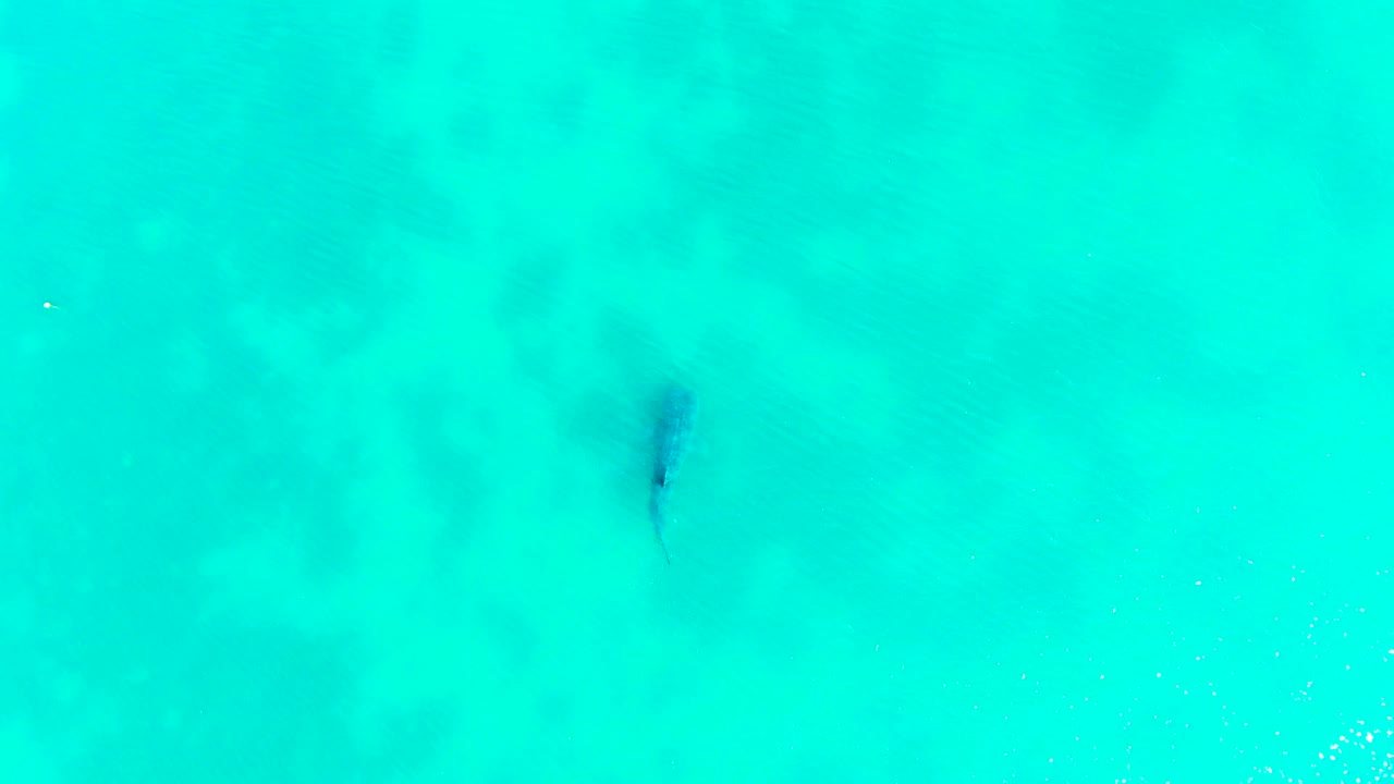 Dark fish in shallow turquoise water seen from above