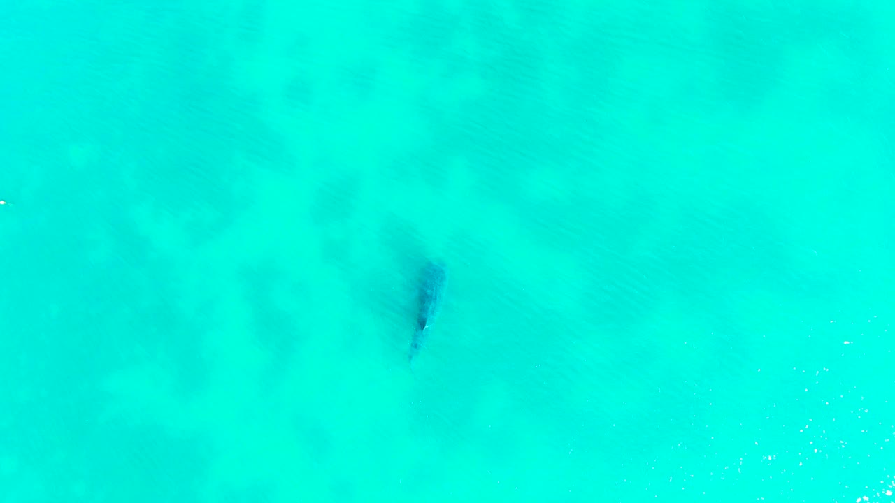 A fish remains visible beneath bright turquoise water in Bahia De Los Angeles, with mottled seabed color and no visible people.