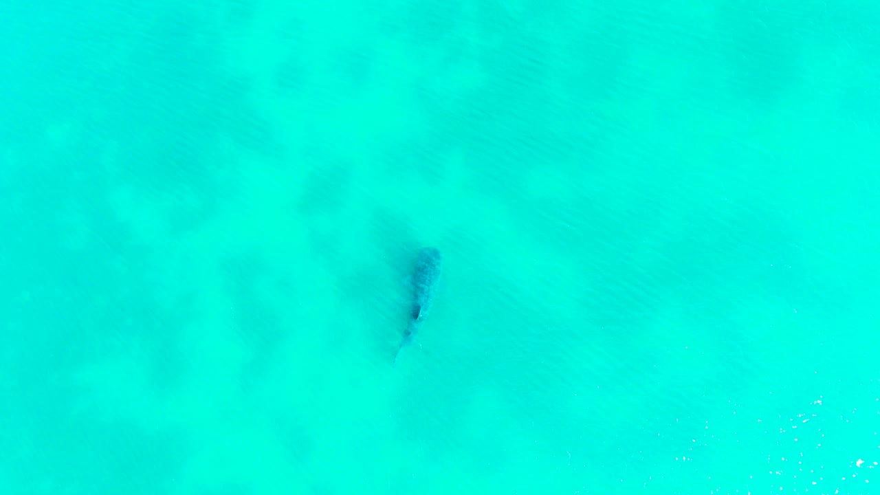 The overhead frame shows a small dark fish over clear blue-green shallows in Bahia De Los Angeles, with faint ripples and no visible people.
