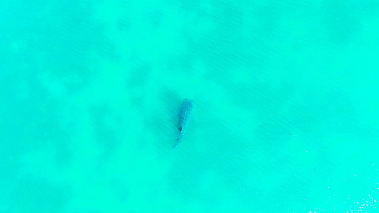A dark fish silhouette appears through transparent turquoise sea water in Bahia De Los Angeles, with soft underwater tonal shifts and no visible people.