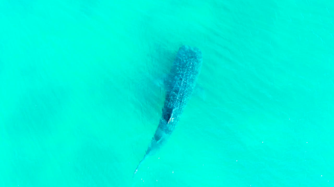 Overhead view of a whale shark just under clear turquoise water in Bahia De Los Angeles, with its head near the upper frame and tail trailing downward, no visible people.