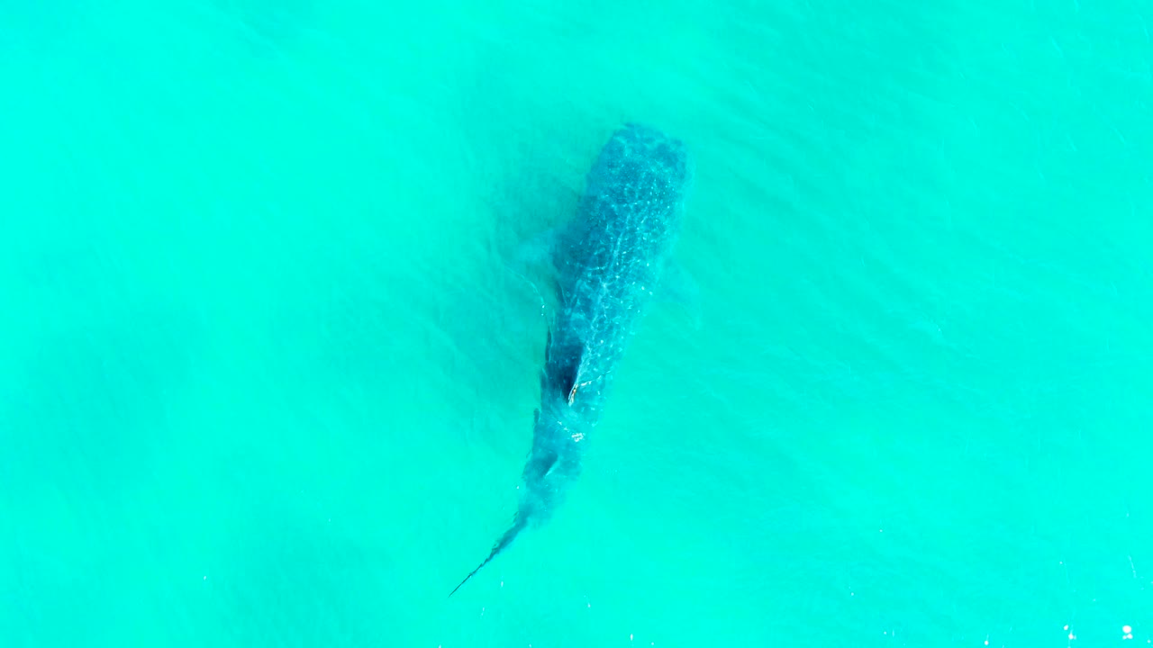 The whale shark remains below the surface in Bahia De Los Angeles, with its dark spotted back angled slightly across the turquoise water and no visible people.