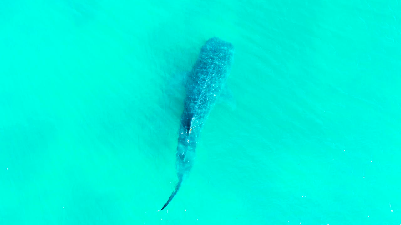 A top-down frame shows the whale shark angled diagonally beneath bright turquoise water in Bahia De Los Angeles, with a faint surface wake and no visible people.