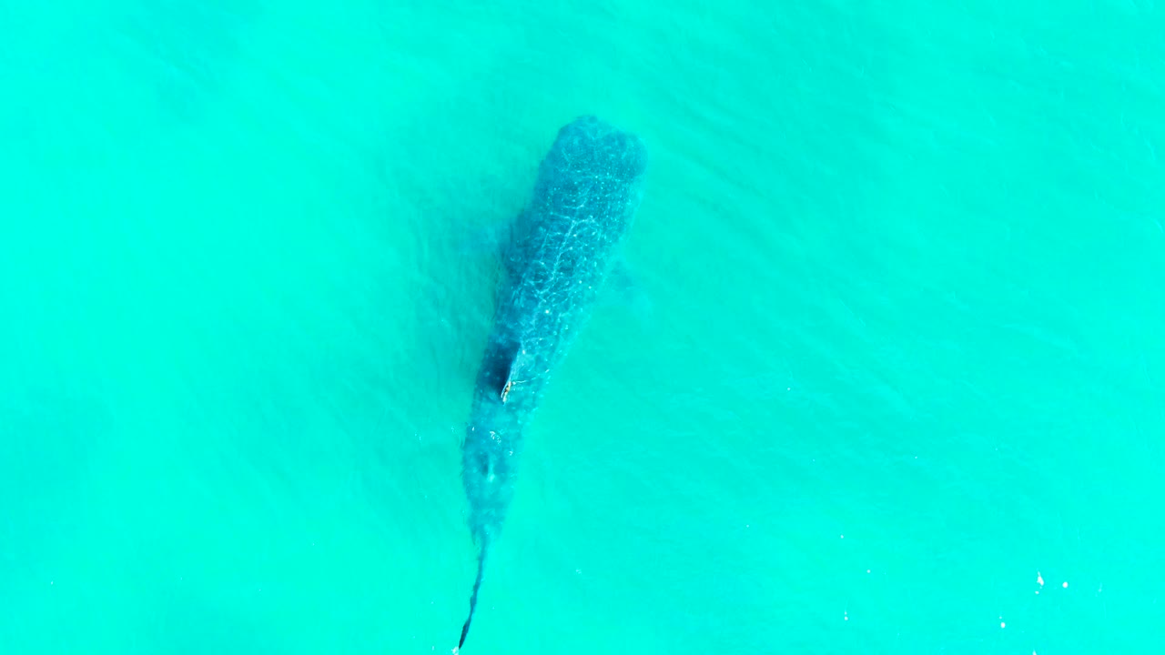 Whale shark partly shadowed beneath turquoise surface