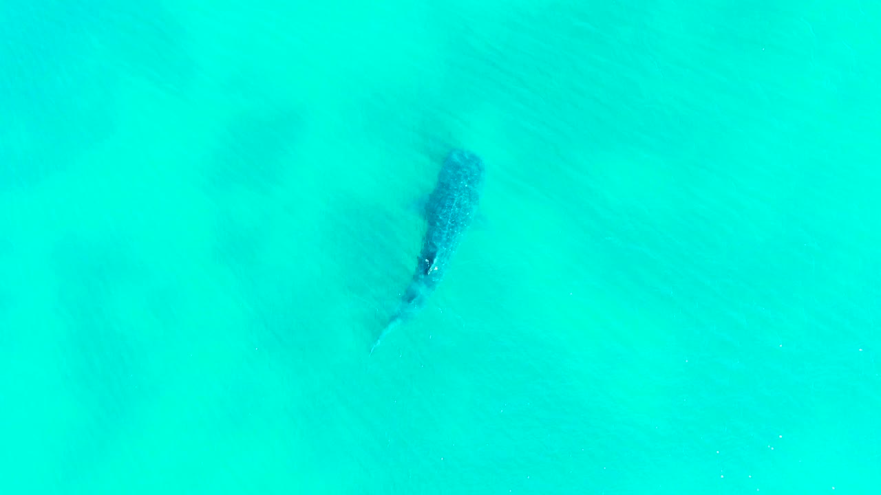Whale shark below turquoise water near the upper left of frame.