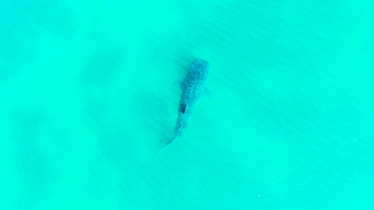 A top-down view shows the whale shark slightly higher in the frame in Bahia De Los Angeles, its patterned back visible through clear water and no visible people.