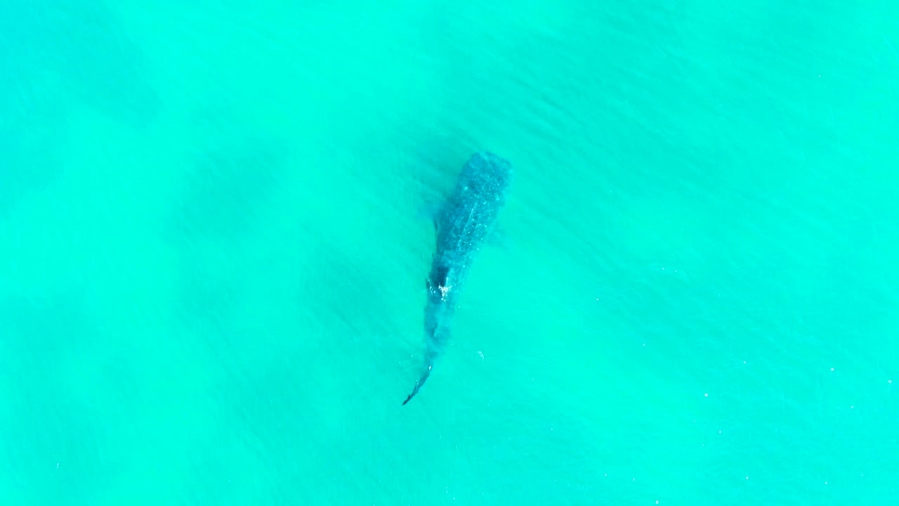 The whale shark appears near the upper right of the Bahia De Los Angeles frame, with a darker body shadow beneath the turquoise surface and no visible people.