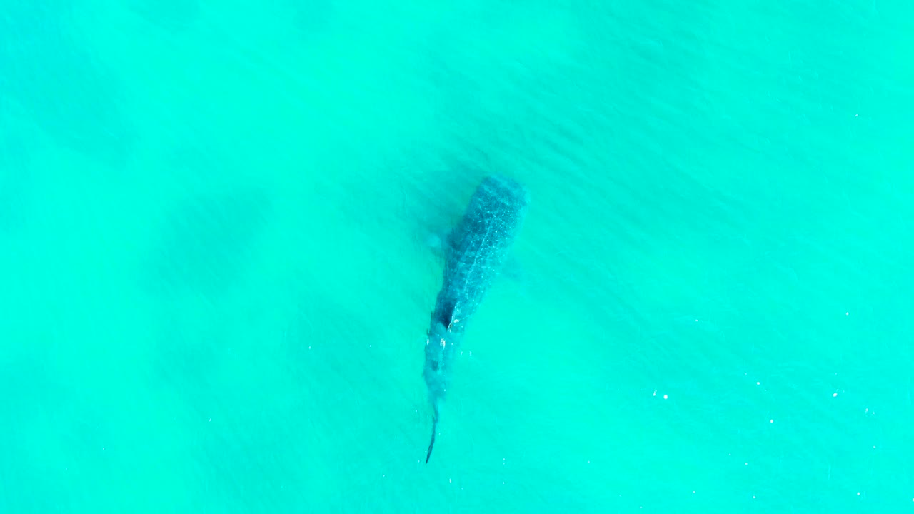 A whale shark is seen lower left under clear turquoise water in Bahia De Los Angeles, with the tail trailing behind and no visible people.