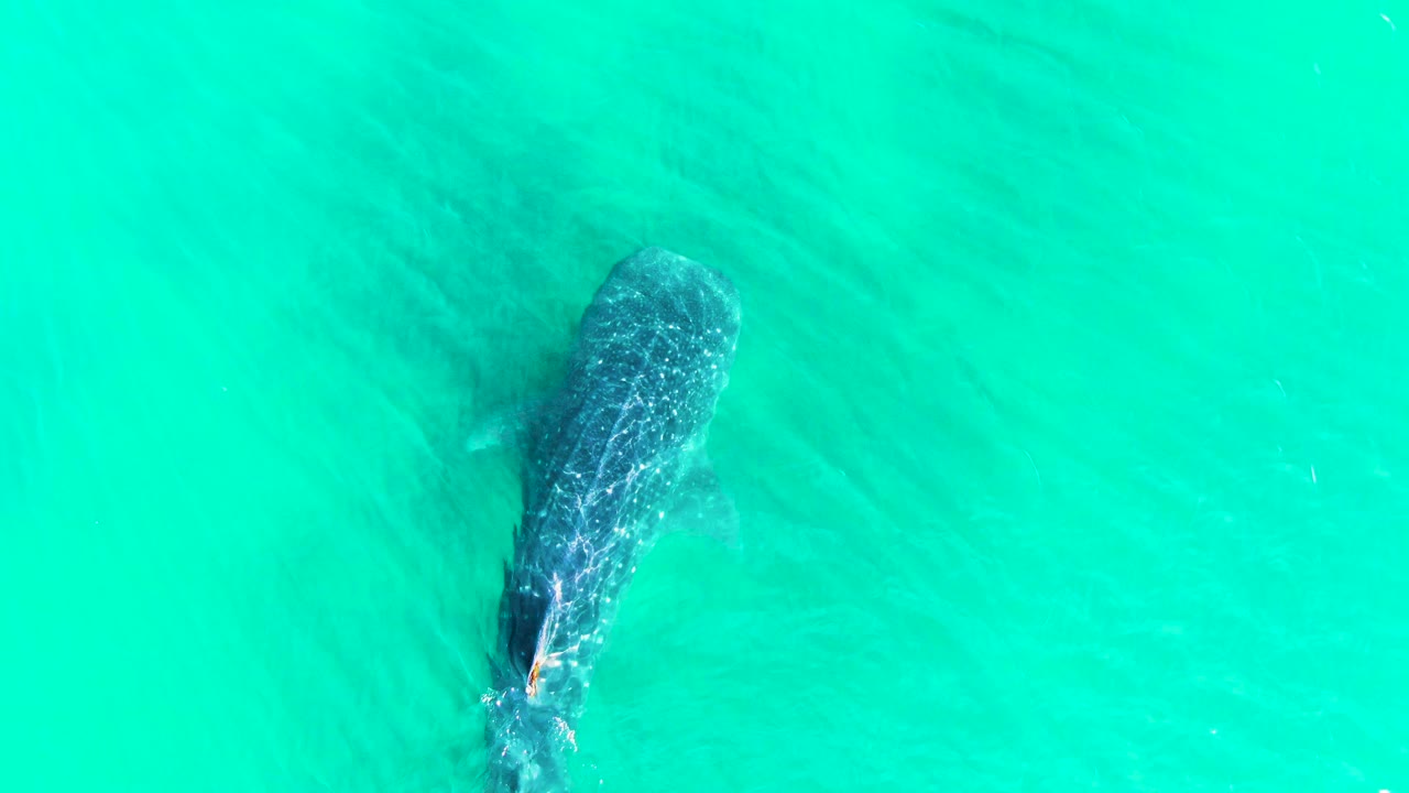 Overhead view of a whale shark near the left side of the frame in turquoise water at Bahia De Los Angeles, Mexico, with no visible people.